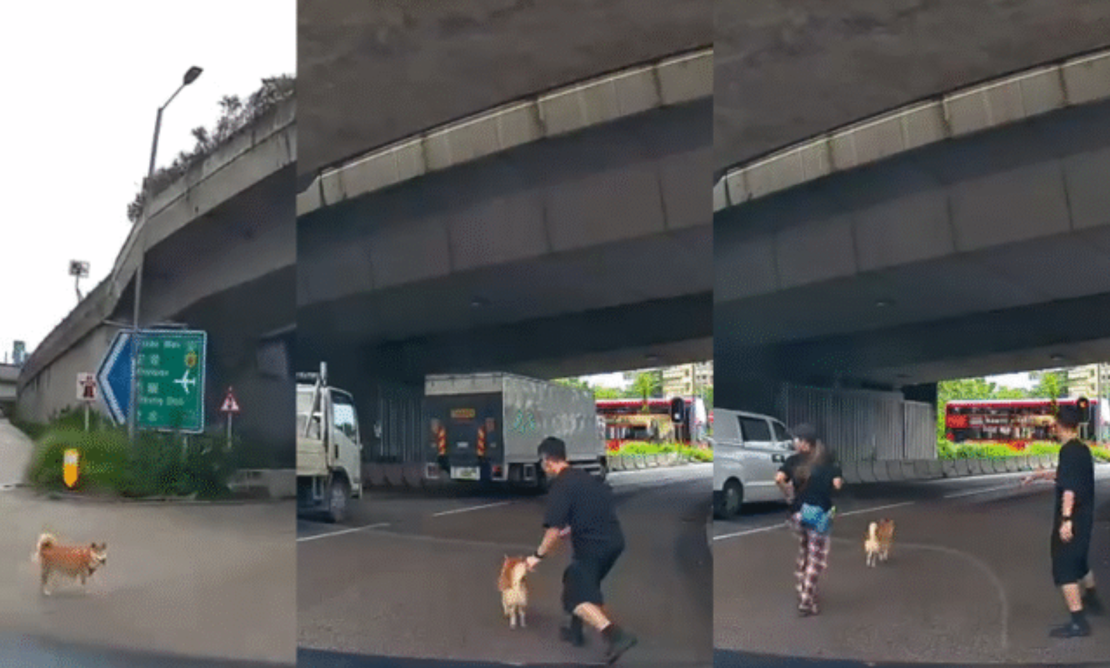 【堅有片】元朗博愛交匯處柴犬突甩繩衝出路中心　英勇司機處變不驚落車拯救